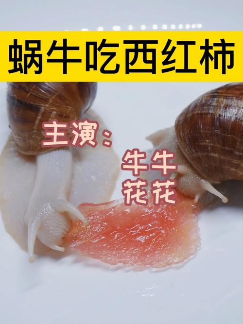 蜗牛吃不吃西红柿「番茄怎么种植防蜗牛呢」 蜗牛吃不吃西红柿「番茄怎么种植防蜗牛呢」 番茄病虫害防治