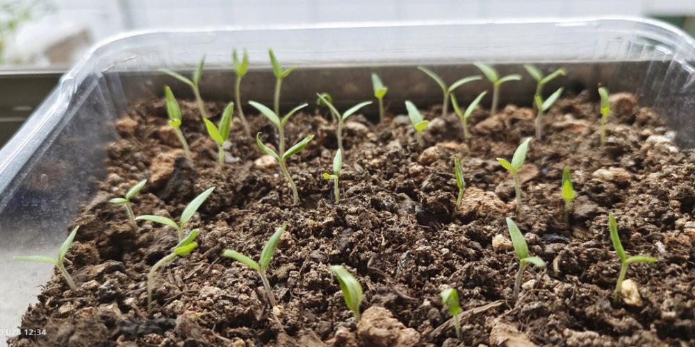西红柿籽最简单种植方法「新鲜小番茄籽怎么种植视频」 西红柿籽最简单种植方法「新鲜小番茄籽怎么种植视频」 植物种类