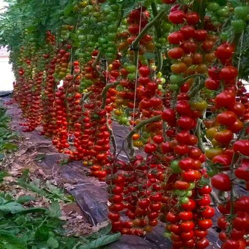 瀑布番茄的种植时间与方法「瀑布番茄 花盆怎么种植视频」 瀑布番茄的种植时间与方法「瀑布番茄 花盆怎么种植视频」 农业常识