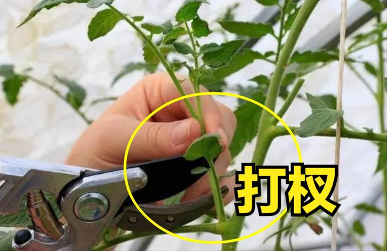 爱特来斯西红柿如何打枝「种植番茄怎么打枝视频」 爱特来斯西红柿如何打枝「种植番茄怎么打枝视频」 花朵知识