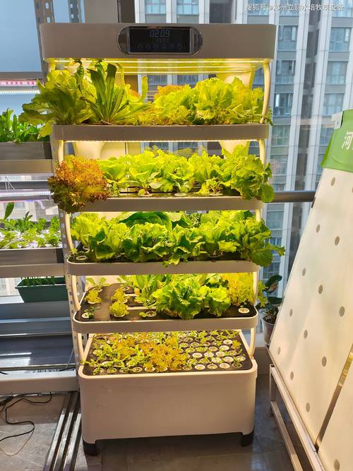 可以水培蔬菜吗？自己在家里怎么水培蔬菜「水培蔬菜怎么种?」 可以水培蔬菜吗？自己在家里怎么水培蔬菜「水培蔬菜怎么种?」 土壤施肥