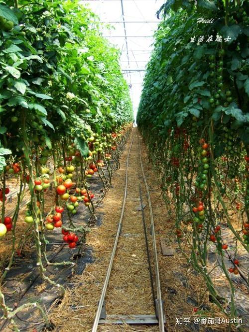 露天种植西红柿怎样搭架子「大棚番茄种植架怎么搭建视频」 露天种植西红柿怎样搭架子「大棚番茄种植架怎么搭建视频」 种植技巧