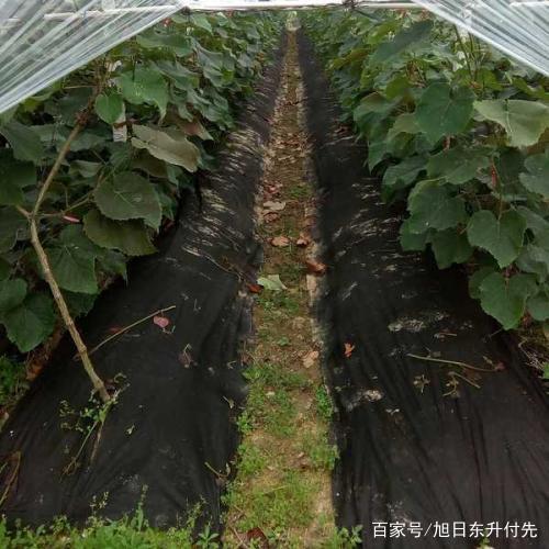 西红柿用白地膜好还是黑地膜好「黑色地膜种番茄怎么种植的」 西红柿用白地膜好还是黑地膜好「黑色地膜种番茄怎么种植的」 植物种类
