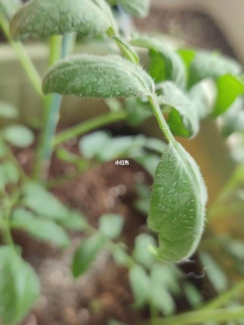 西红柿叶片向下卷什么原因「麦田番茄怎么种植的视频」 西红柿叶片向下卷什么原因「麦田番茄怎么种植的视频」 植物种类