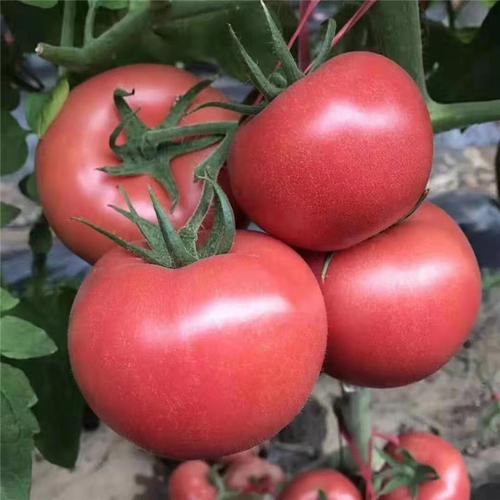 青西红柿怎么样放红「红色番茄小苗怎么种植视频」 青西红柿怎么样放红「红色番茄小苗怎么种植视频」 植物种类