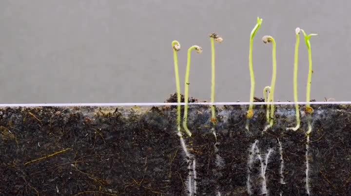 西红柿种子催芽技术「番茄籽催芽怎么种植视频」 西红柿种子催芽技术「番茄籽催芽怎么种植视频」 番茄种植技巧