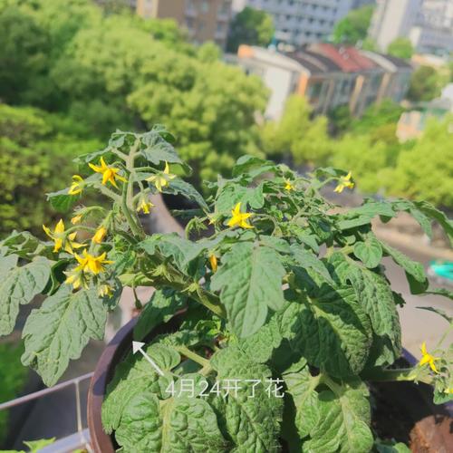 瀑布番茄苗生长缓慢怎么办「瀑布番茄怎么种植管理视频」 瀑布番茄苗生长缓慢怎么办「瀑布番茄怎么种植管理视频」 种植技巧