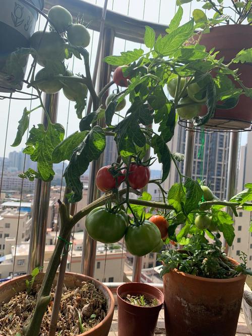 阳台如何种植西红柿「种植阳台番茄怎么种植」 阳台如何种植西红柿「种植阳台番茄怎么种植」 种植技巧