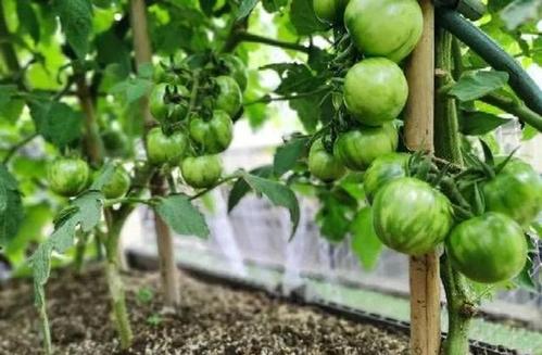 西红柿露地种植技术「露地番茄苗怎么种植视频」 西红柿露地种植技术「露地番茄苗怎么种植视频」 土壤施肥