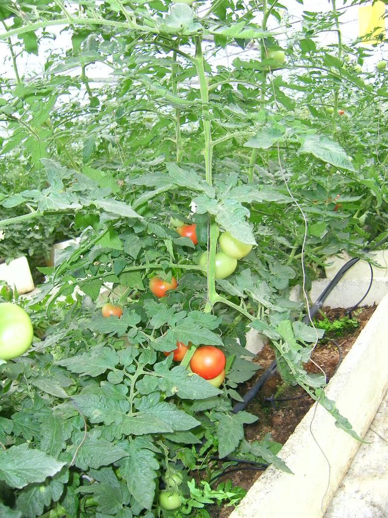 最值得在夏天种植的蔬菜有哪些「矮脚番茄怎么种植好呢视频」 最值得在夏天种植的蔬菜有哪些「矮脚番茄怎么种植好呢视频」 农业常识