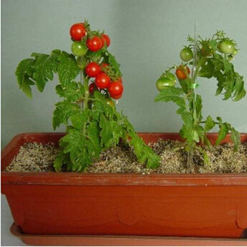 怎么种植盆栽西红柿「番茄先生盆栽怎么种植的」 怎么种植盆栽西红柿「番茄先生盆栽怎么种植的」 农业常识