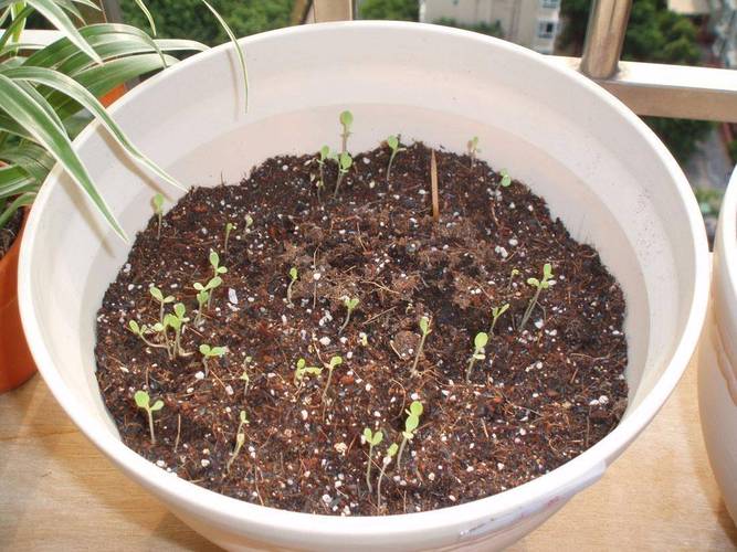 小番茄种植方法全过程「怎么用小番茄种植方法」 小番茄种植方法全过程「怎么用小番茄种植方法」 植物种类