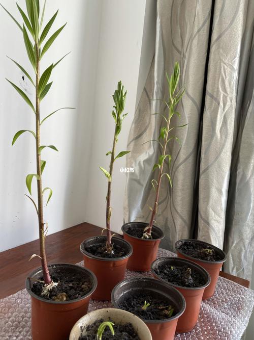 百合花长的太高，茎杆都弯了，有什么好办法「钻石番茄怎么种植的视频」 百合花长的太高，茎杆都弯了，有什么好办法「钻石番茄怎么种植的视频」 农业常识