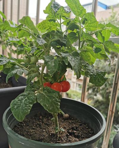小番茄在家用盆怎么种植「家种植物番茄怎么种植」 小番茄在家用盆怎么种植「家种植物番茄怎么种植」 土壤施肥