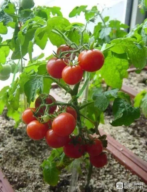 又红又甜的柿子树苗种植技术「盆栽番茄柿子怎么种植视频」 又红又甜的柿子树苗种植技术「盆栽番茄柿子怎么种植视频」 农业常识