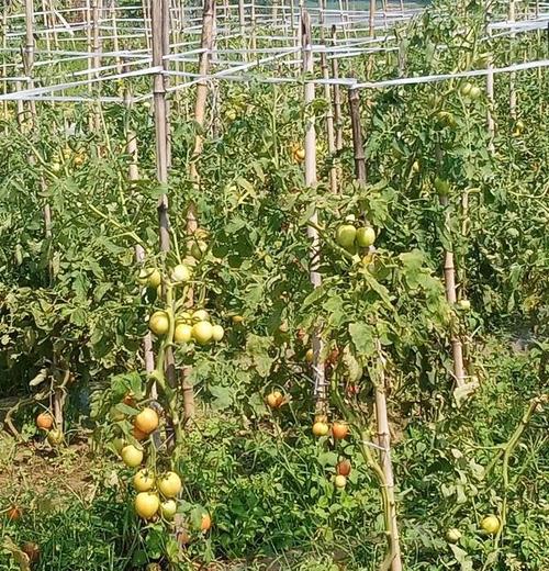 自家菜地里种植西红柿，在生长过程中为何会出现各种奇怪的形状？而大棚种植却基本不会「菜园里大番茄怎么种植的」 自家菜地里种植西红柿，在生长过程中为何会出现各种奇怪的形状？而大棚种植却基本不会「菜园里大番茄怎么种植的」 植物种类