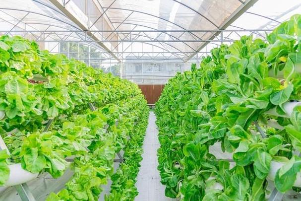 高温天气下如何种植室外蔬菜「夏季蔬菜种植」 高温天气下如何种植室外蔬菜「夏季蔬菜种植」 植物种类