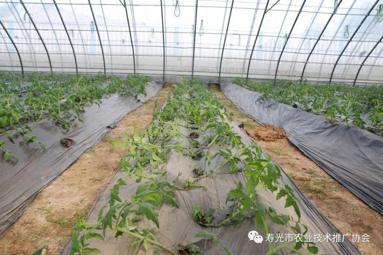 南方露天种植番茄技术「室外怎么种植番茄苗视频」 南方露天种植番茄技术「室外怎么种植番茄苗视频」 农业常识