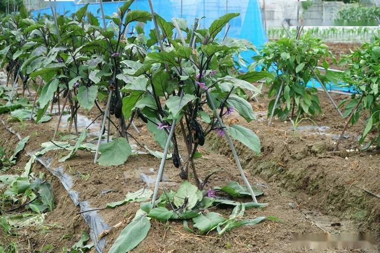 西红柿茄子辣椒可以一起种植吗「辣椒番茄苗怎么栽培种植视频」 西红柿茄子辣椒可以一起种植吗「辣椒番茄苗怎么栽培种植视频」 种植技巧