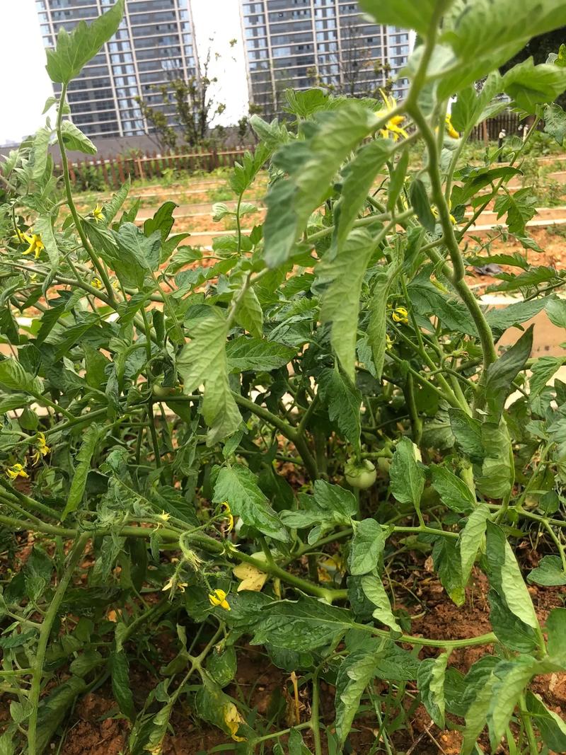 现在的西红柿越来越不好吃，自家菜园子，如何种植出好吃的西红柿「番茄好吃怎么种植视频」 现在的西红柿越来越不好吃，自家菜园子，如何种植出好吃的西红柿「番茄好吃怎么种植视频」 番茄种植技巧
