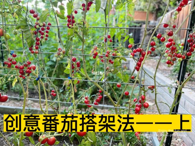 大棚番茄怎样搭架「番茄的大棚种植技术」 大棚番茄怎样搭架「番茄的大棚种植技术」 番茄种植技巧