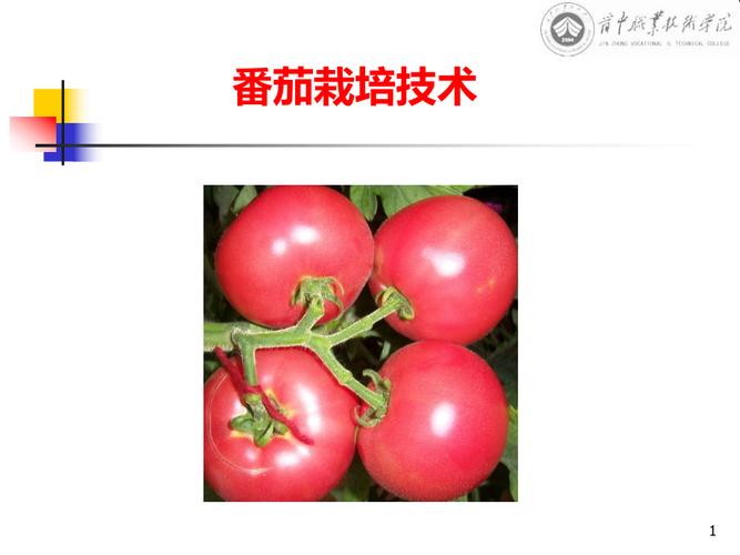 什么样的PPT是好的PPT「番茄栽培技术ppt」 什么样的PPT是好的PPT「番茄栽培技术ppt」 花朵知识