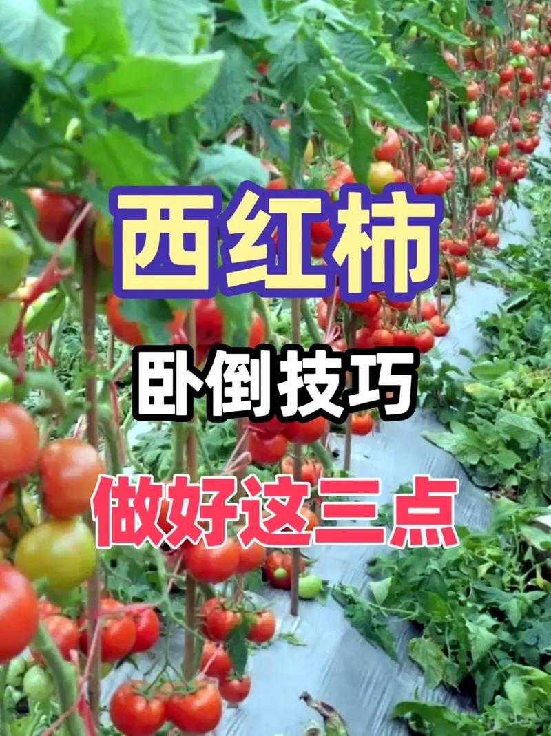 怎样在家里种植西红柿（番茄）「自家果园番茄怎么种植的」 怎样在家里种植西红柿（番茄）「自家果园番茄怎么种植的」 番茄种植技巧
