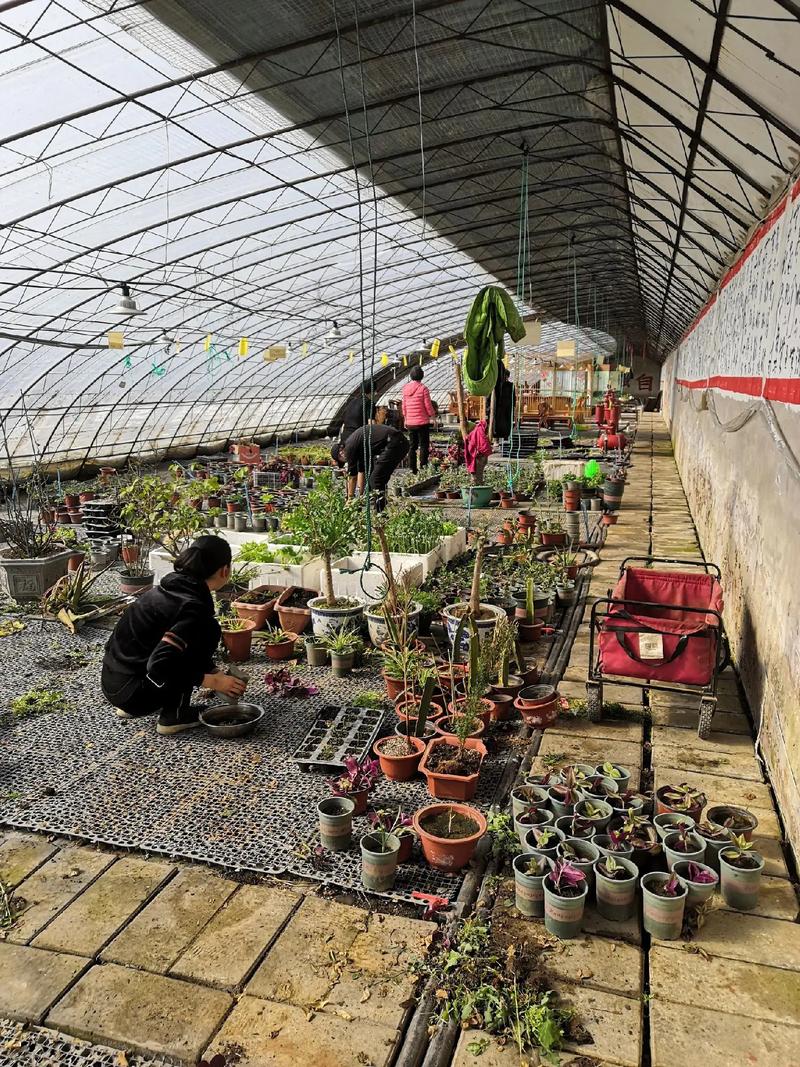 草莓西红柿大棚种植温度要求「草莓小番茄怎么种植方法」 草莓西红柿大棚种植温度要求「草莓小番茄怎么种植方法」 植物种类
