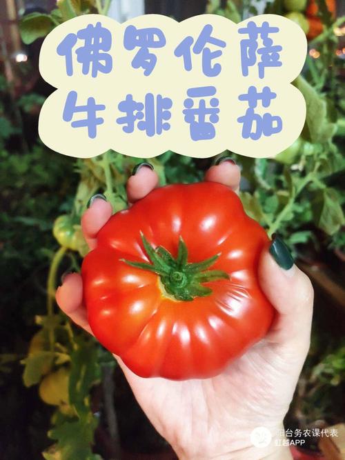 牛排番茄种植方法「种植番茄英语作文怎么写的」 牛排番茄种植方法「种植番茄英语作文怎么写的」 番茄种植技巧