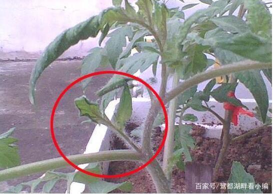 秋茬西红柿的种植时间「番茄种植茬口怎么确定好坏」 秋茬西红柿的种植时间「番茄种植茬口怎么确定好坏」 番茄种植技巧