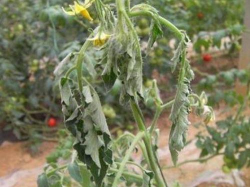 西红柿种植后枯萎怎么回事「番茄怎么换土种植视频」 西红柿种植后枯萎怎么回事「番茄怎么换土种植视频」 番茄病虫害防治