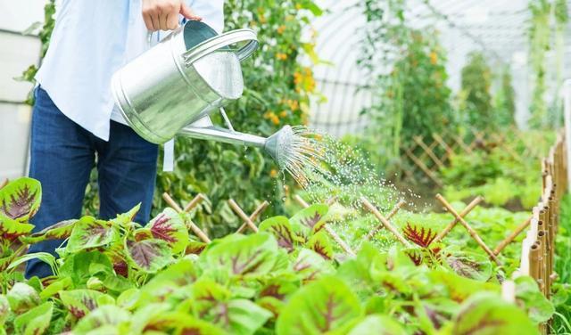 高温烧烤天气，如何给蔬菜“避暑”呢「夏天蔬菜种植小技巧视频教程」 高温烧烤天气，如何给蔬菜“避暑”呢「夏天蔬菜种植小技巧视频教程」 农业常识