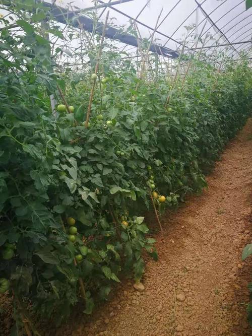广州六月适合种植蔬菜「广东怎么种植番茄的种子」 广州六月适合种植蔬菜「广东怎么种植番茄的种子」 番茄种植技巧