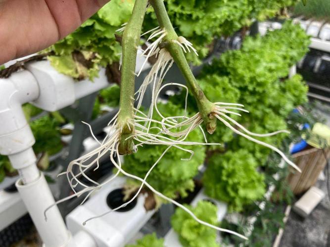 番茄主枝扦插的最佳方法「番茄怎么种植才能发根快」 番茄主枝扦插的最佳方法「番茄怎么种植才能发根快」 植物种类