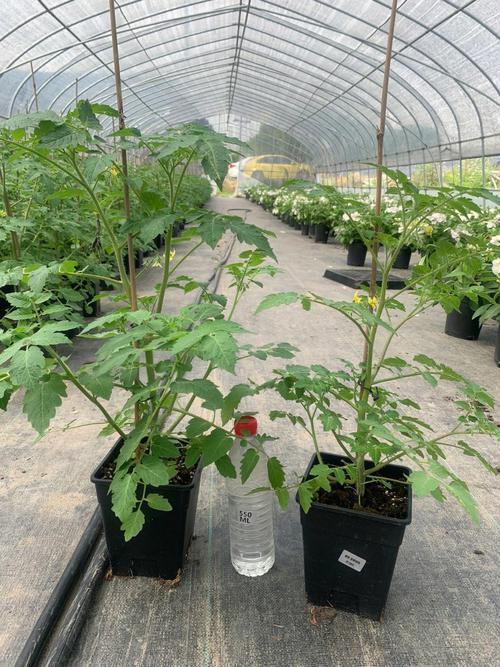 樱桃番茄怎样种植「樱桃番茄苗怎么种植视频」 樱桃番茄怎样种植「樱桃番茄苗怎么种植视频」 种植技巧