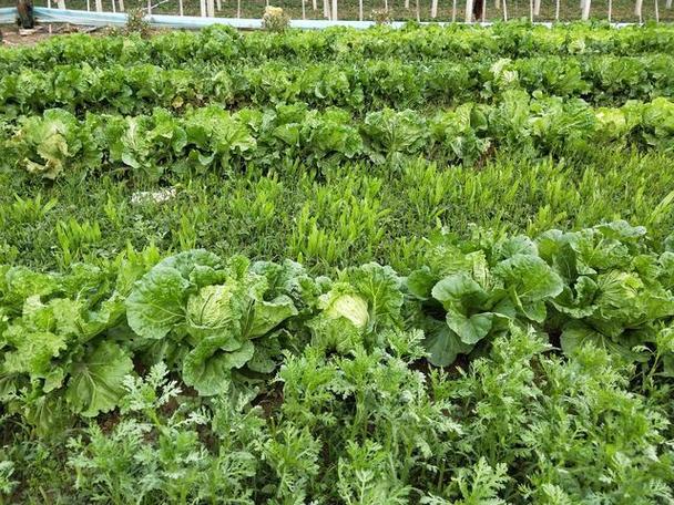 自家菜园轮种方法「种植番茄要怎么刨地呢」 自家菜园轮种方法「种植番茄要怎么刨地呢」 农业常识