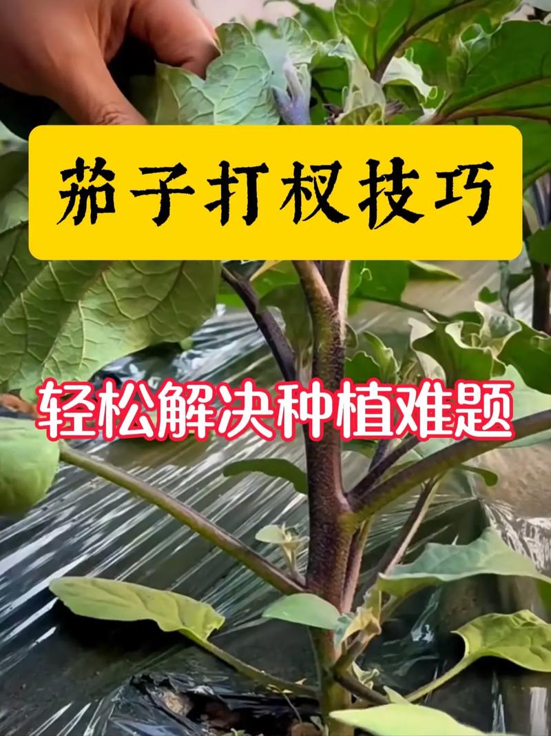 农民种植蔬菜整枝、打杈应注意的事项有哪些「番茄和茄子怎么种植视频教程」 农民种植蔬菜整枝、打杈应注意的事项有哪些「番茄和茄子怎么种植视频教程」 农业常识