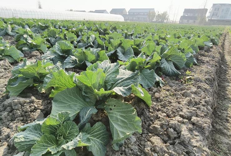 北京冬天露地能种什么菜「北京蔬菜种植技巧和方法」 北京冬天露地能种什么菜「北京蔬菜种植技巧和方法」 植物种类