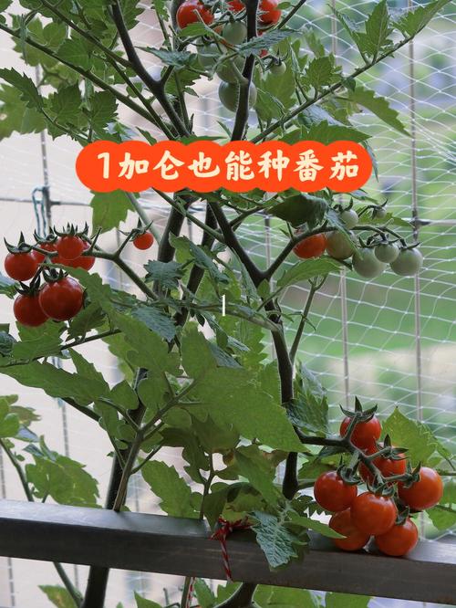怎样通过电商渠道将自家种的西红柿卖出去「买来的番茄怎么种植视频教程」 怎样通过电商渠道将自家种的西红柿卖出去「买来的番茄怎么种植视频教程」 番茄种植技巧