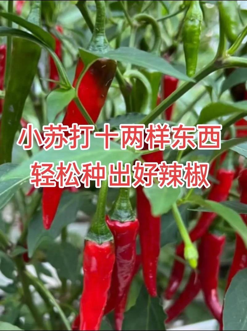 如何使农民种植的蔬菜水果直接送到消费者的手中「蔬菜种植视频技巧教程」 如何使农民种植的蔬菜水果直接送到消费者的手中「蔬菜种植视频技巧教程」 花朵知识