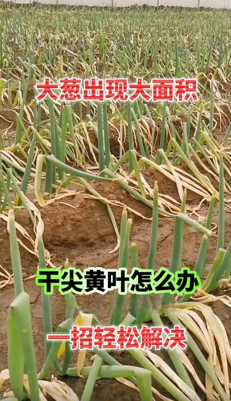 葱如何种植，如何管理「家庭蔬菜种植小技巧视频教程」 葱如何种植，如何管理「家庭蔬菜种植小技巧视频教程」 番茄种植技巧