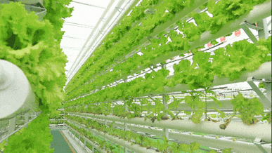 管道种植蔬菜方法「蔬菜种植技巧素材图片」 管道种植蔬菜方法「蔬菜种植技巧素材图片」 农业常识