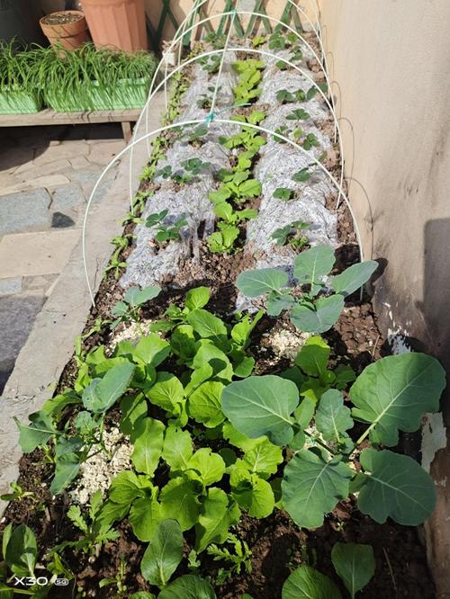 怎样搞好楼顶大棚种菜「天台蔬菜种植小技巧视频教程」 怎样搞好楼顶大棚种菜「天台蔬菜种植小技巧视频教程」 番茄病虫害防治