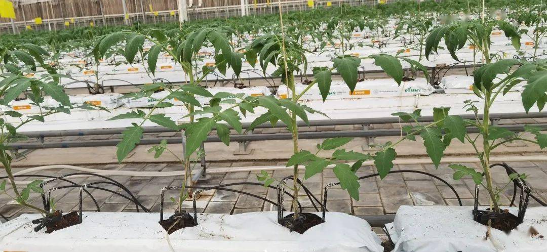 番茄移栽定根水配方「番茄种植基质怎么填装」 番茄移栽定根水配方「番茄种植基质怎么填装」 花朵知识