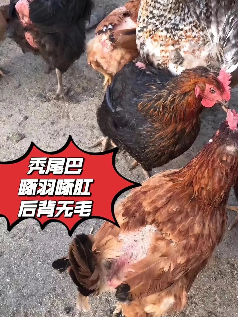 农村自家养鸡，怎么养殖才能多下蛋又防病「生存小技巧蔬菜种植视频教程」 农村自家养鸡，怎么养殖才能多下蛋又防病「生存小技巧蔬菜种植视频教程」 土壤施肥