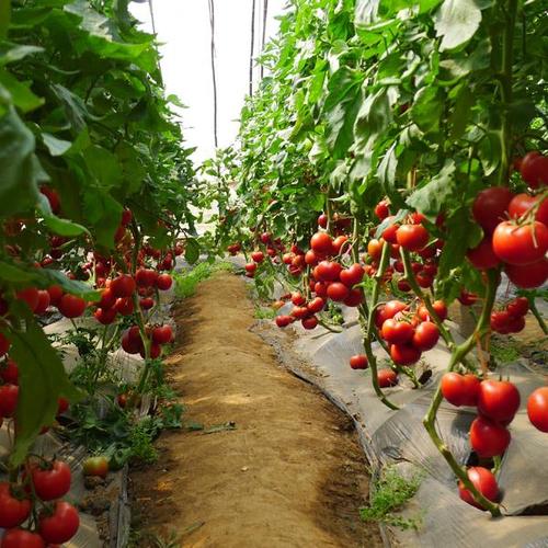 凯德8776番茄露地种植技术「番茄露地丰产怎么种植视频」 凯德8776番茄露地种植技术「番茄露地丰产怎么种植视频」 植物种类
