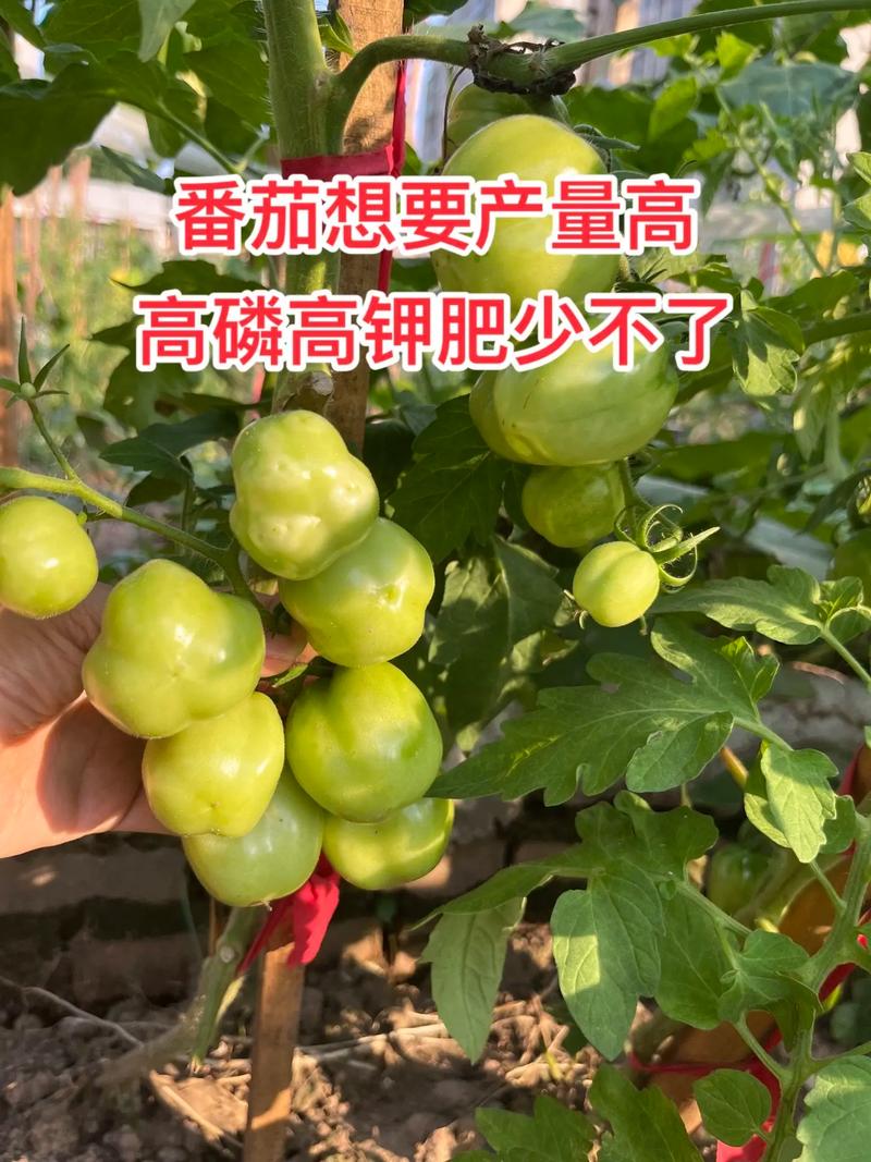 1棵番茄用多少肥料「番茄苗种植怎么施肥好呢」 1棵番茄用多少肥料「番茄苗种植怎么施肥好呢」 植物种类