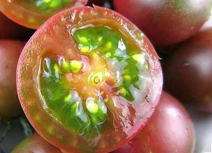 冬季种植小白菜需要搭小拱棚吗？为什么「冰晶番茄种子怎么种植的」 冬季种植小白菜需要搭小拱棚吗？为什么「冰晶番茄种子怎么种植的」 土壤施肥