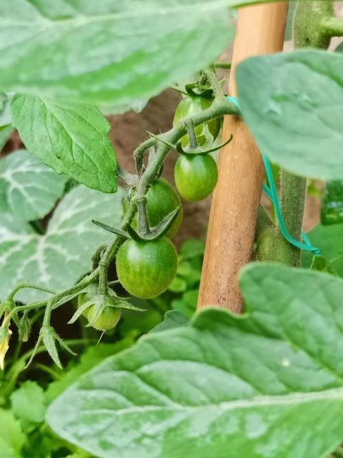 花园珍珠番茄种植时间「绿珍珠番茄怎么种植技术视频」 花园珍珠番茄种植时间「绿珍珠番茄怎么种植技术视频」 植物种类