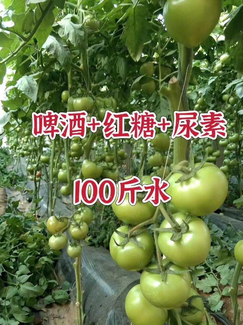西红柿的种植与管理技术「番茄怎么种植好活」 西红柿的种植与管理技术「番茄怎么种植好活」 种植技巧